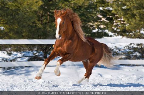Orlov Trotter Horses In Snow Horses Beautiful Horses