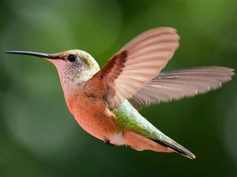 Female Rufous Hummingbirds Identification Guide Male Vs Birdfact