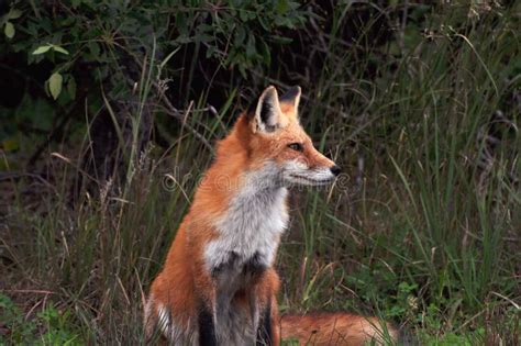 Wild Red Fox Stock Photo Image Of Fauna Canine Mammal 21485732