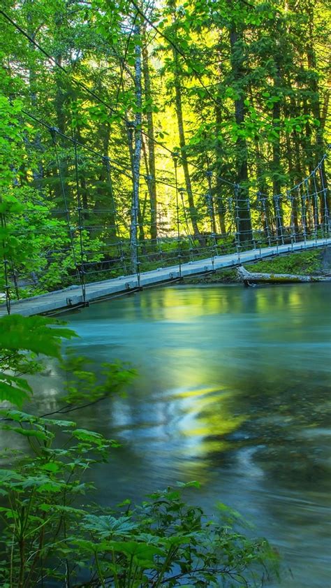 Wallpaper River Forest Bridge Summer Nature Scenery 2560x1600 Hd