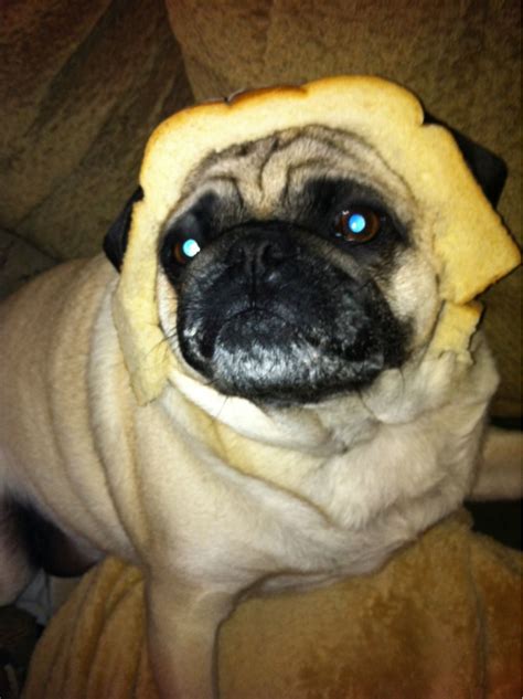Bahhahahaha This Pug Is Wearing Bread On Its Head Kinds Of Dogs Pain