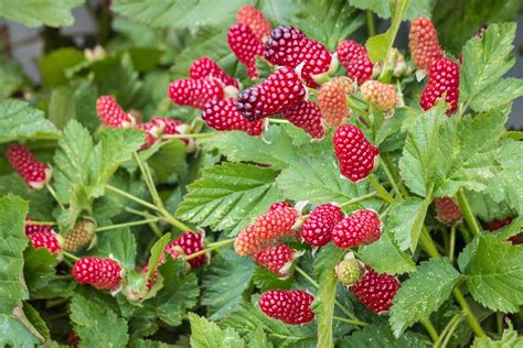 Loganberry How To Grow Loganberries Bbc Gardeners World Magazine