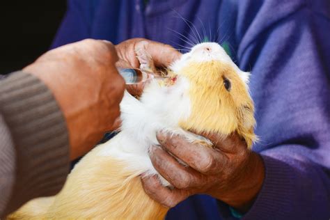 Causes Of Sudden Death In Guinea Pigs Pethelpful