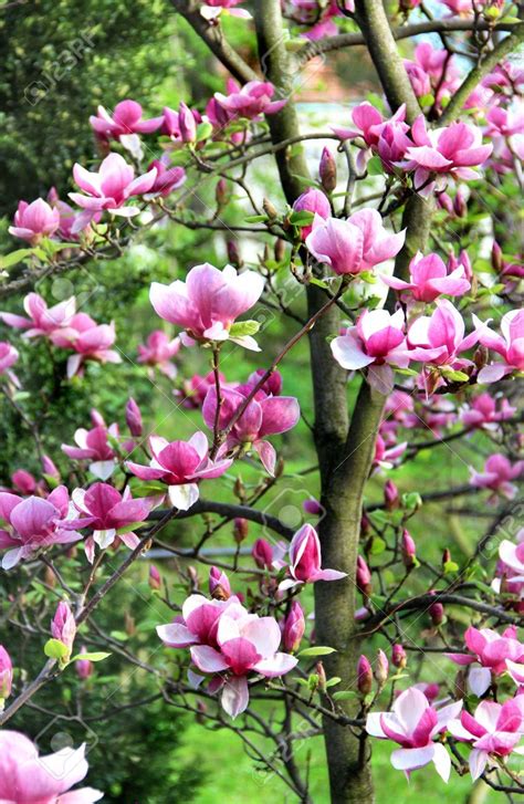 Shop.alwaysreview.com has been visited by 1m+ users in the past month Beautiful magnolia trees in bloom with beautiful big ...