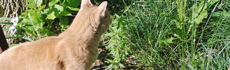 Cats in the Garden :: Melinda Myers