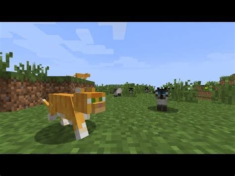 However, with cats, they must be tamed first by using the same items. MineCraft 1.2 Ocelot Cat Breeding Farm - YouTube