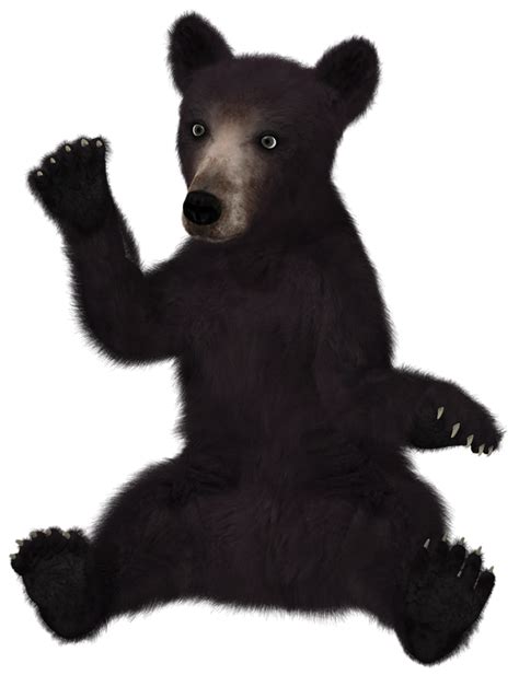 Bear Oso Negro Young · Imagen Gratis En Pixabay