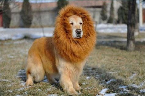 Top 10 Dogs That Look Like Lions Disk Trend Magazine