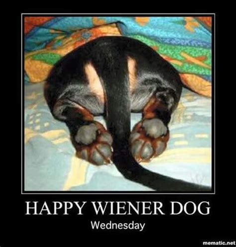 Happy Wiener Dog Wednesday Wiener Dog Dachshund Love Dogs