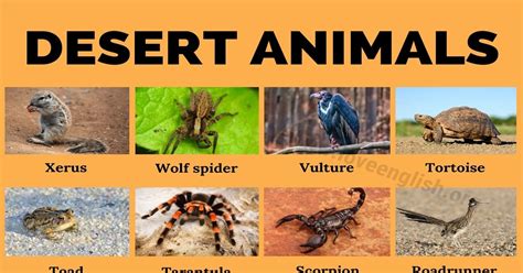 Desert Animals 35 Names Of Animals That Live In Desert Biomes Love