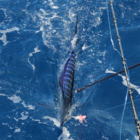 2019 Conservation Record Featured News The Billfish Foundation