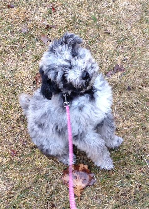 He has a great personality and temperament. Gia My Mini Aussiedoodle | Pets | Pinterest | Animal ...