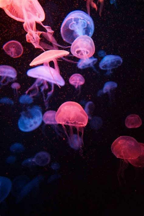 Jellyfish Colors Deep Sea Creatures Beautiful Sea Creatures Animals