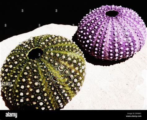 Purple And Green Sea Urchins Stock Photo Alamy