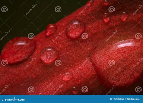 Close Up Of Rainwater Gushing From A Clogged Gutter Royalty Free Stock