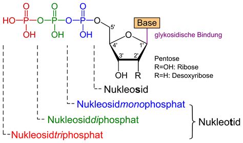 This was a project for a class that had to be done in less than 3 minutes. Nukleoside - Wikipedia