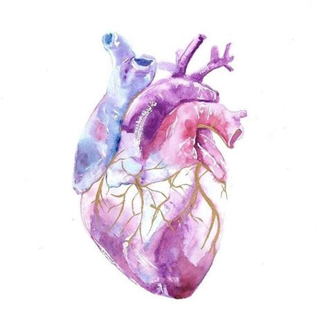 pin by p on med anatomy art human anatomy art watercolor heart