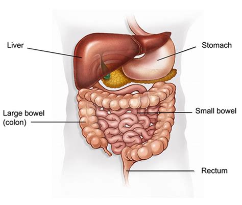 I am petrified that i have cancer and was wondering if this was cancer or ibs. Bowel cancer - Cancer information - Cancer Focus NI