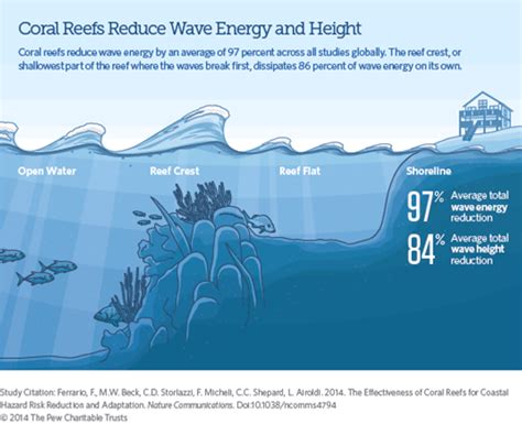 Reef Restoration Is Your Coastal Protection The Key To Your Coastal