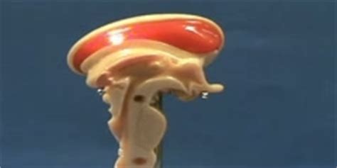 Cerebellar nuclei / anatomy & histology*. Cerebral Nuclei - DnaTube.com - Scientific Video and Animation Site