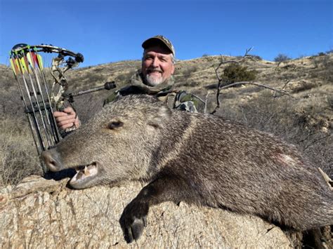 Arizona Guided Javelina Hunts Javelina Hunting Outfitters And Guides