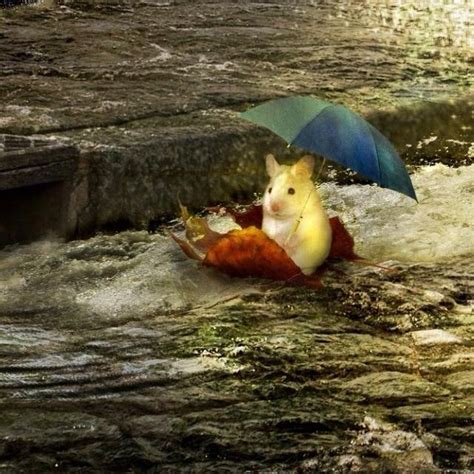 Love rainy days! | animals and friends | Pinterest