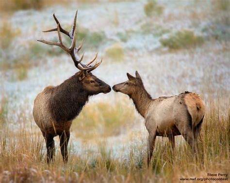 Killing any elk is a success! Meet Five Species Counting on the Greater Sage-grouse ...