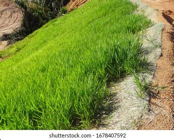 Grass Planted Prevent Erosion Soil Slope Stock Photo