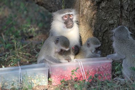 Image Gallery Adorable Vervet Monkeys Conform To Peers Live Science