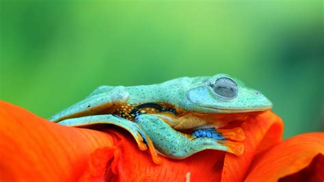 Javan Tree Frog Bing Wallpaper Gallery