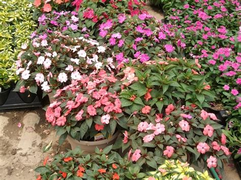 Time For Some Warm Weather Plants Parks Wholesale Plants