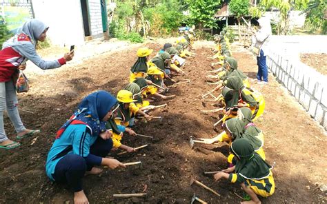 Ketika Siswa Tk Aisyiyah 40 Pps Belajar Berkebun Di Kebun Bibit Agro