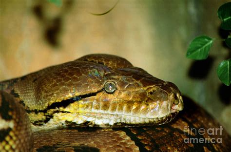 Anaconda Head Boidae Boinae Photograph By Wernher Krutein Pixels