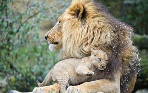 Superb Wallpaper Of Animal Lion With Baby Cub Hd Wallpapers