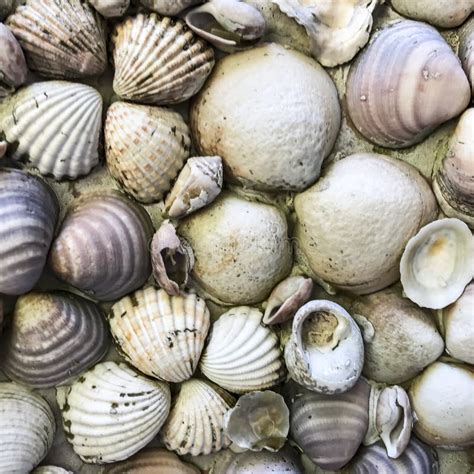 Small Seashells Stock Image Image Of Natural Seafood 22135003