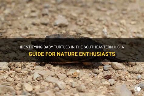 Identifying Baby Turtles In The Southeastern Us A Guide For Nature