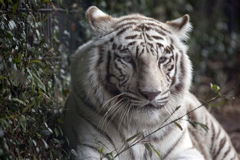 Free Photo White Tiger Animal Carnivore Cat Free Download Jooinn