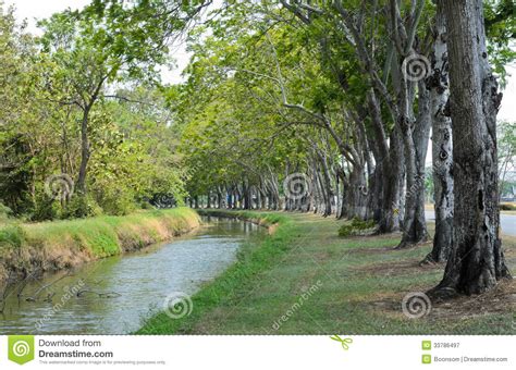 Trees Alley Stock Image Image Of Branch Color Peaceful 33786497