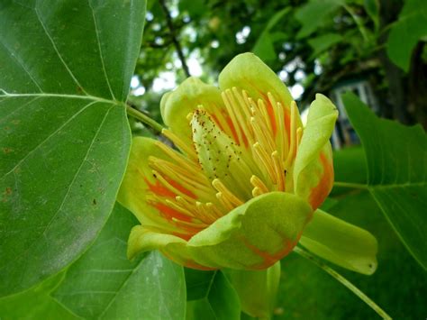 Liriodendron Tulipifera Liriodendron Tulipifera Flower Tu Flickr