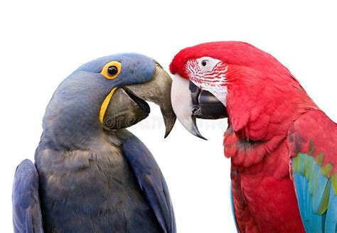 Love Birds Couple In Love And Showing Affection Ad Couple Birds