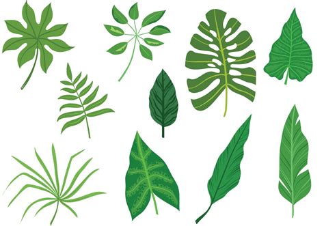 Free Tropical Leaves Vectors Download Free Vector Art