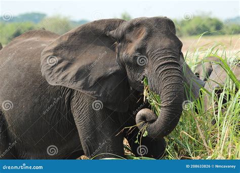 Un Elefante Come Hierba En El Parque Nacional Reina Elizabeth En Uganda