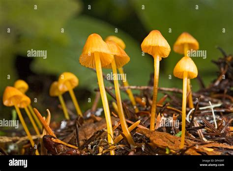 Mycena Strobilinoides A Tiny Yellowish Orange Mushroom That Inhabits