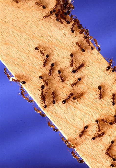 Red imported fire ant: declared pest in Western Australia | Department