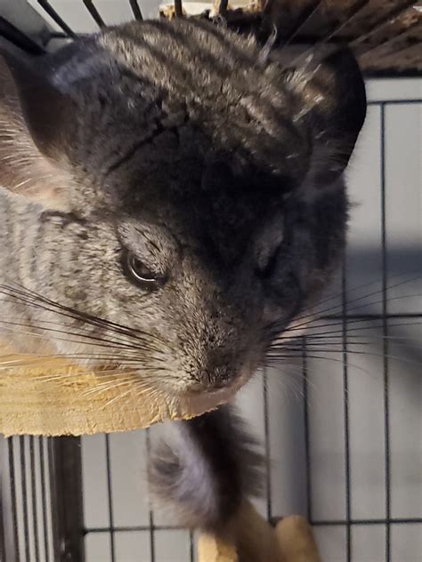 Below are our newest added chinese crested dogs available for adoption in california. Chinchilla Rodents For Sale | Norton, MA #333509 | Petzlover