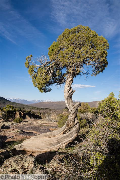 Twisted Juniper Tree Black Canyon Of Gunnison National Park Colorado