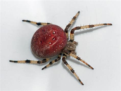 28 Types Of Spiders In Illinois With Pictures Animal Hype