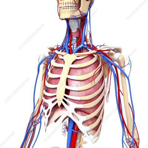 Chest Anatomy Artwork Stock Image F0061088 Science Photo Library