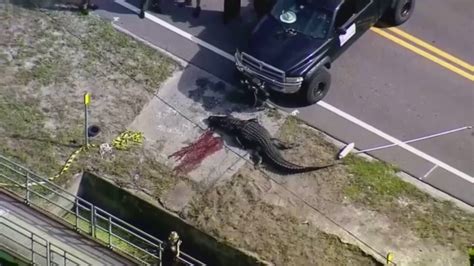 Florida Officials Kill 13 Foot Alligator After It Was Seen Carrying