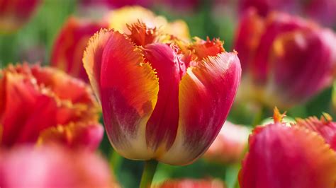 Wallpaper Tulips Flowers 4k 5k Android Wallpaper Red Green